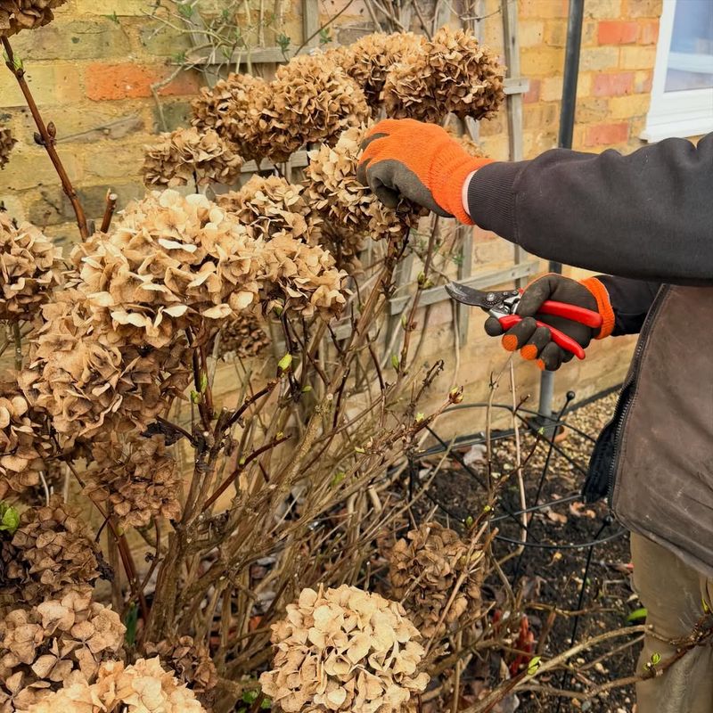 Winter Stole The Buds