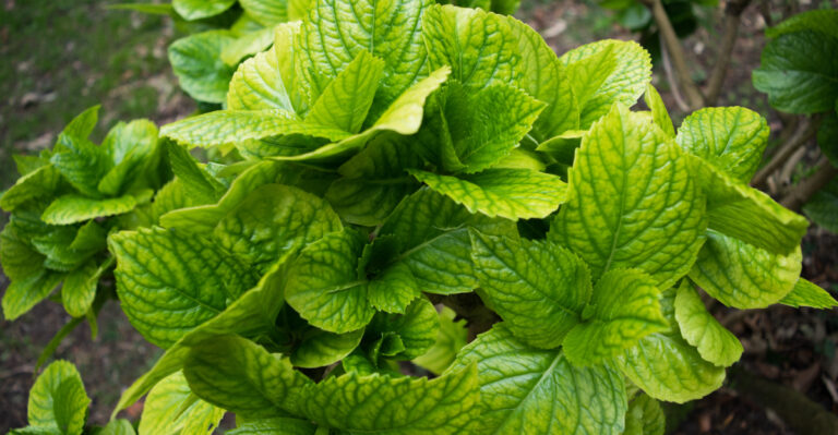 hydrangea without bloom