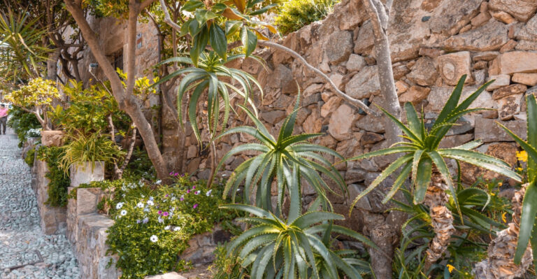 plant with flowers and succulents growing next to the stone wall