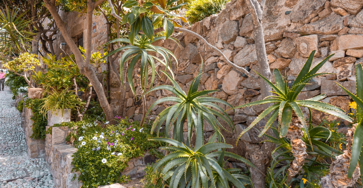 plant with flowers and succulents growing next to the stone wall