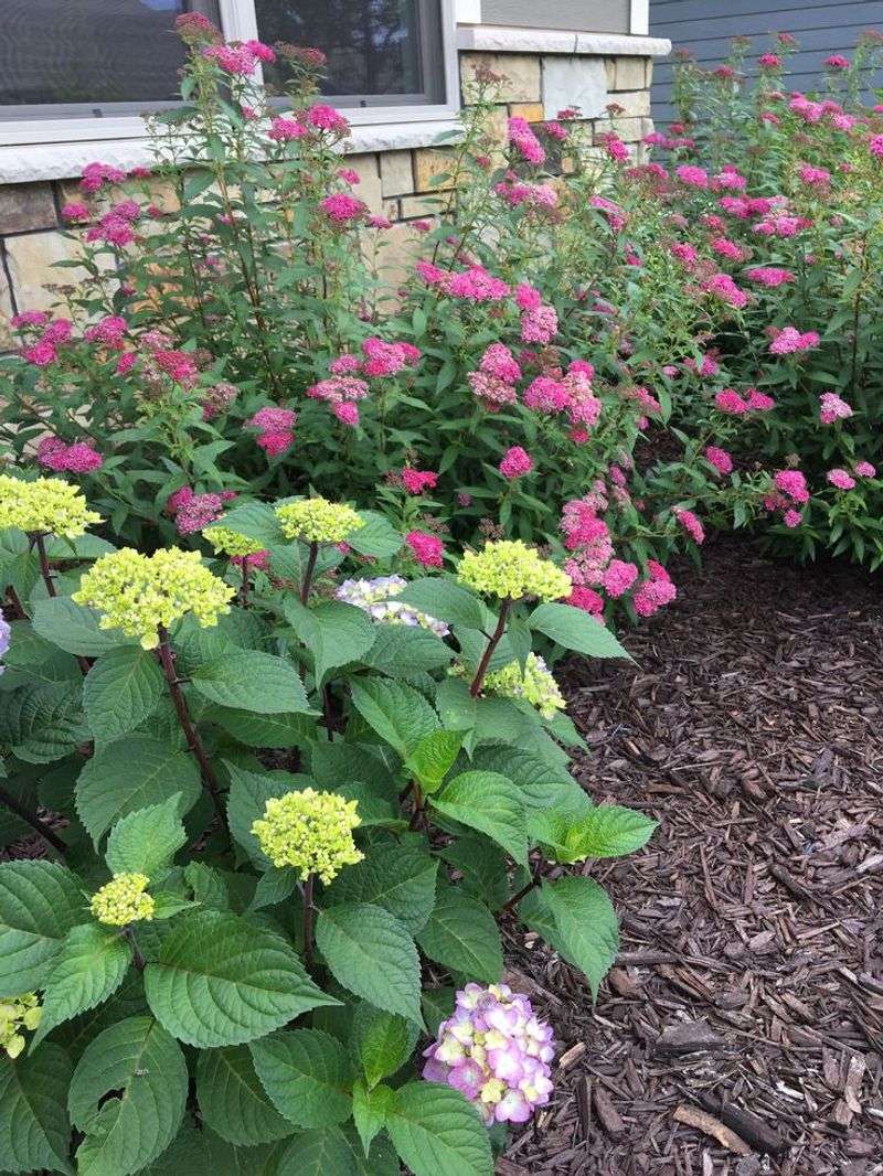 Spirea's Bloom Season Extends Color Beyond Hydrangea