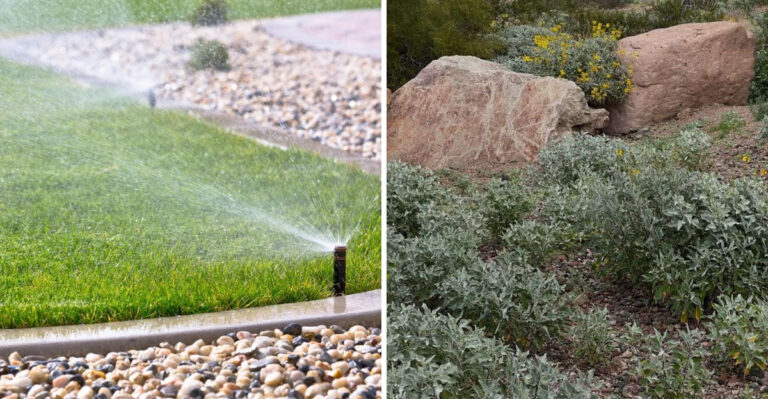 Why Sustainable Gardening Is Expanding In Arizona And How To Start