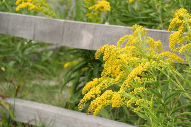 goldenrod