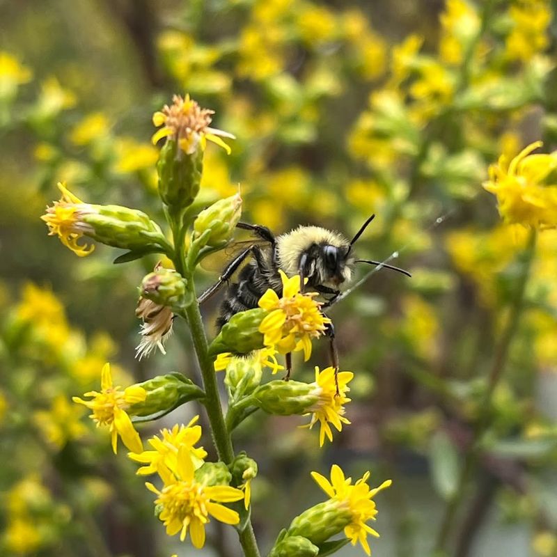 A Simple Fence Plant That Can Help Save Bees