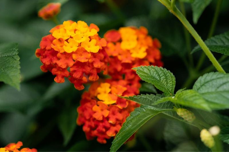 Thrives In Brutal Texas Heat Without Extra Watering