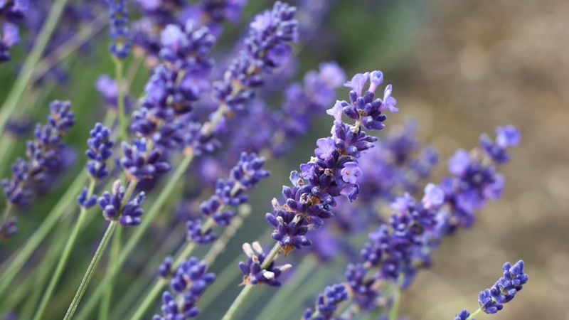 Lavender Keeps Mosquitoes And Other Pests Away Naturally