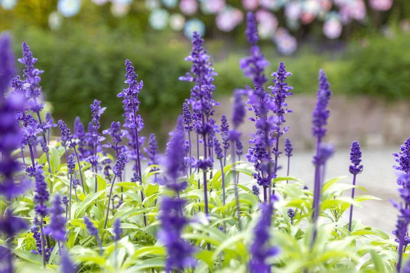 Salvia Thrives In Brutal Texas Heat Without Constant Watering