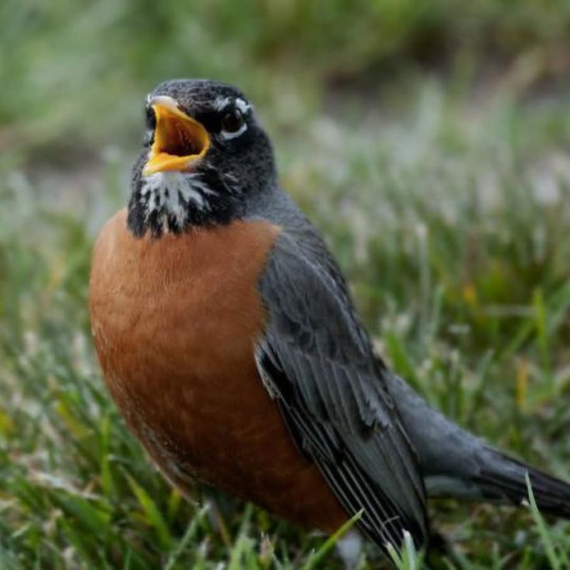 The Song That Signals Warmer Days