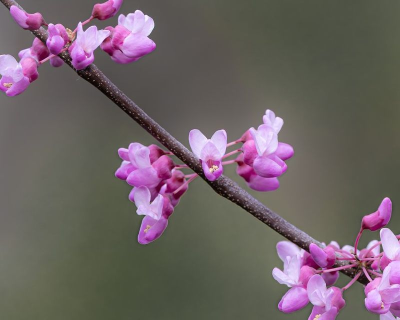 Description And Key Features