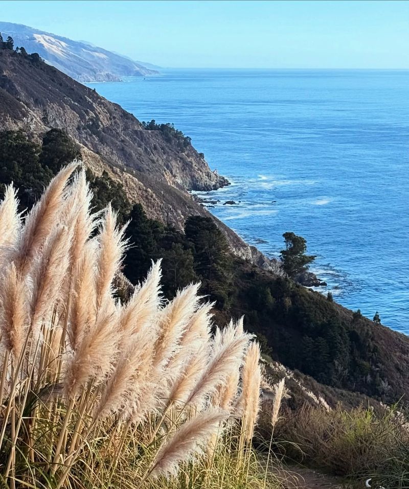 Why Pampas Grass Spreads So Aggressively In California