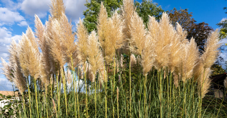 pampas grass