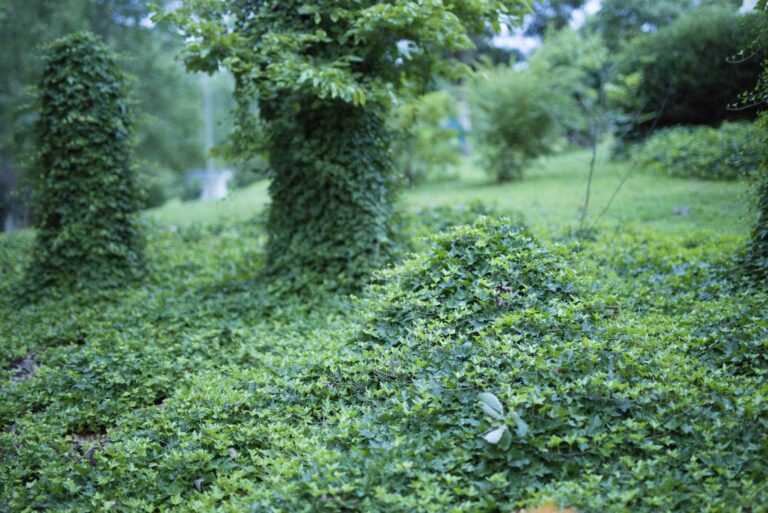 kudzu