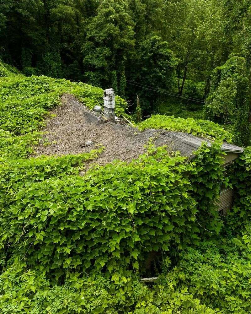 Kudzu Grows At An Alarming Speed