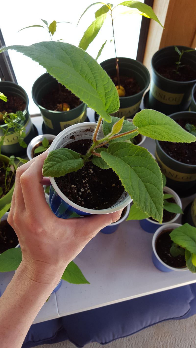 The Ideal Planting Window In Texas