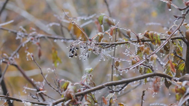 Understanding Last Frost Dates In Texas