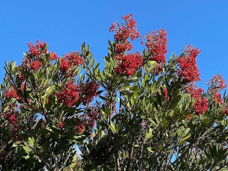 California's Native Star