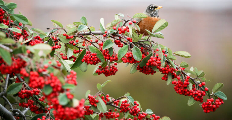 toyon and bird