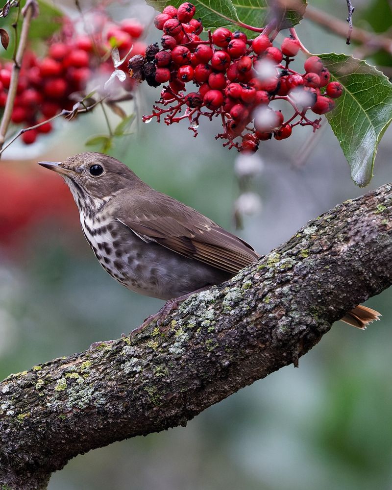 Where To Plant Toyon For Maximum Wildlife Activity