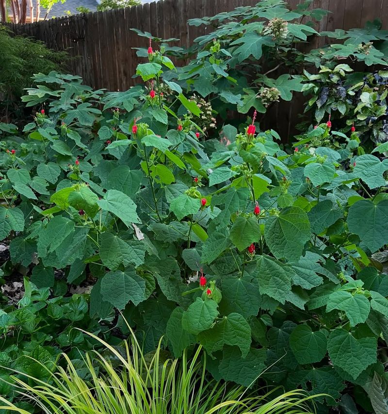 Ideal Planting Conditions