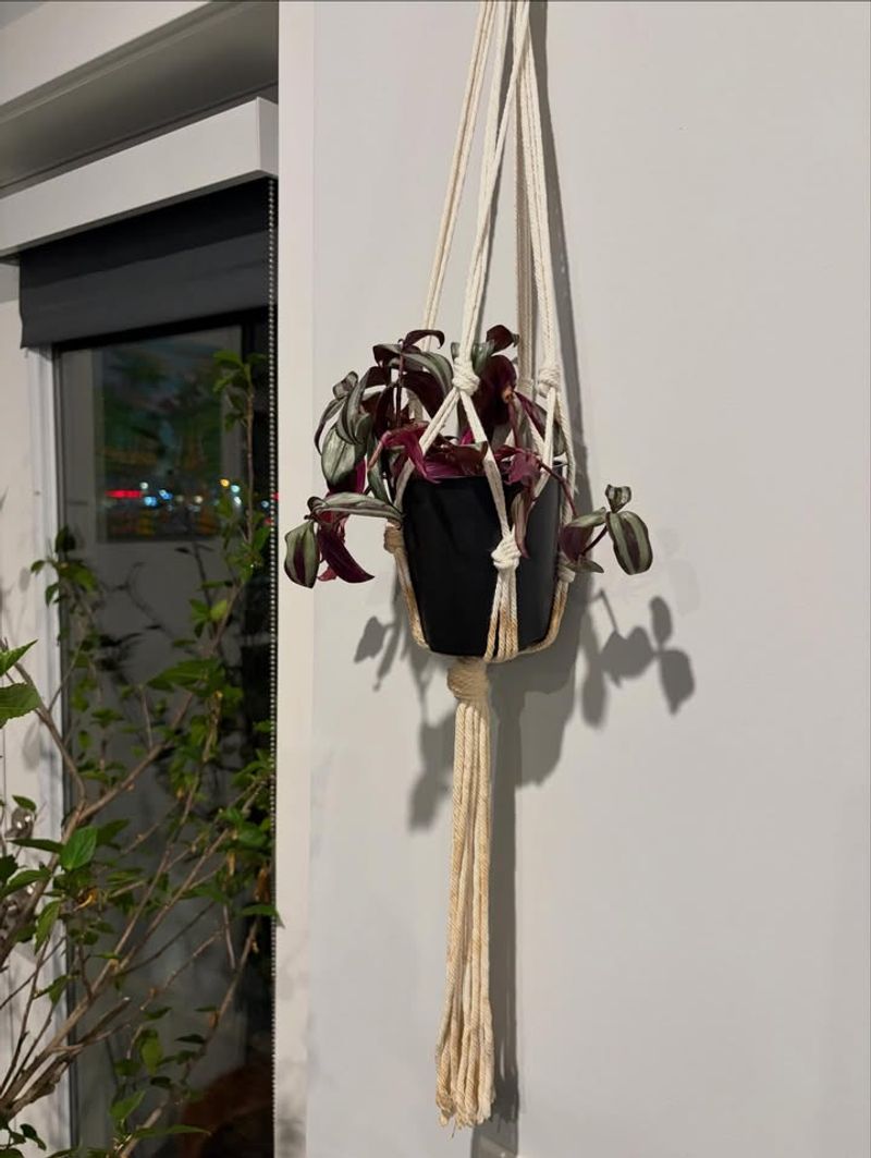 Protect Plants From Direct Afternoon Sun Outdoors