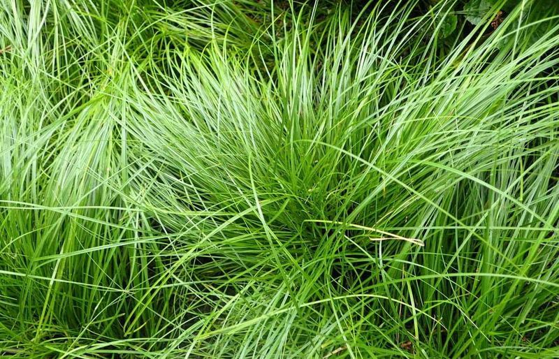 What Is Pennsylvania Sedge And Why It's So Effective