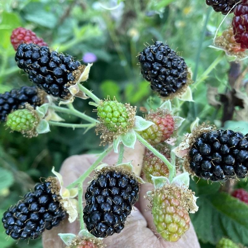 Flavor That Beats Every Blackberry