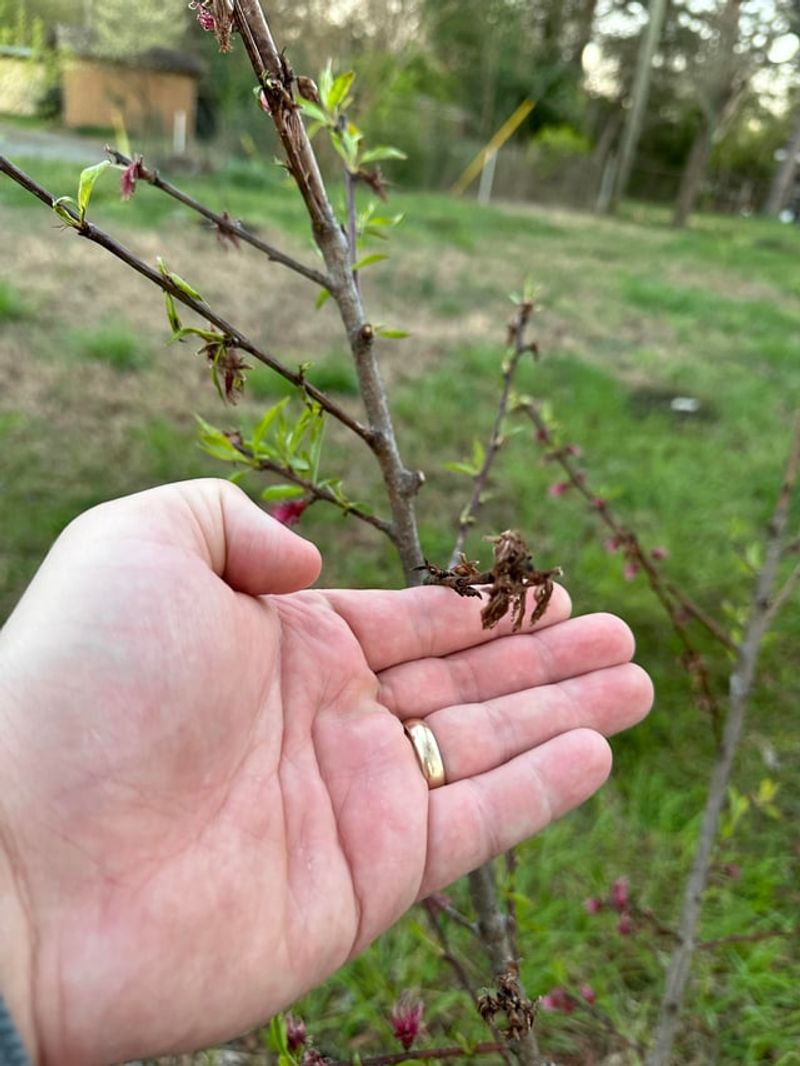 Start After The Harshest Freezes Pass