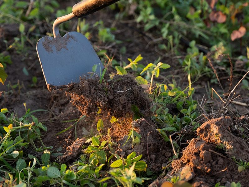 Soil Is Workable Earlier Than Many Gardeners Expect