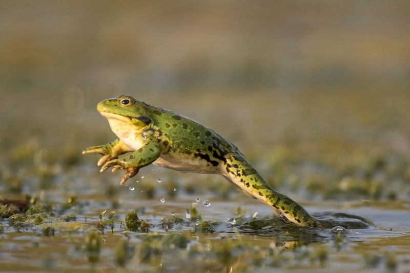 Frogs Respond To Temperature, Not Bloom Cycles