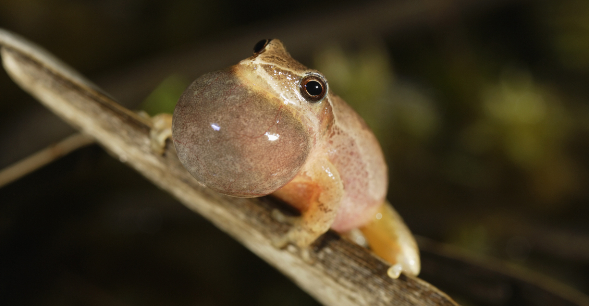 peeper frog