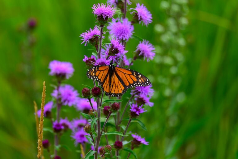 butterfly on blazing star