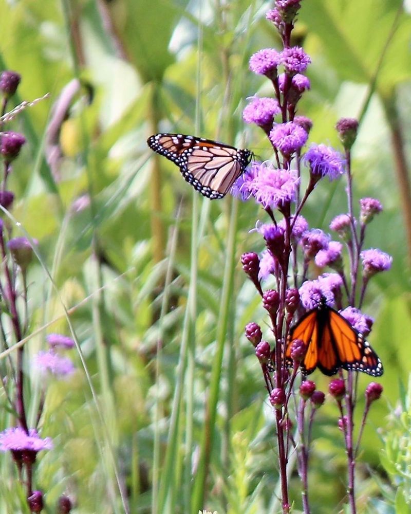 Why Butterflies Love Blazing Star?