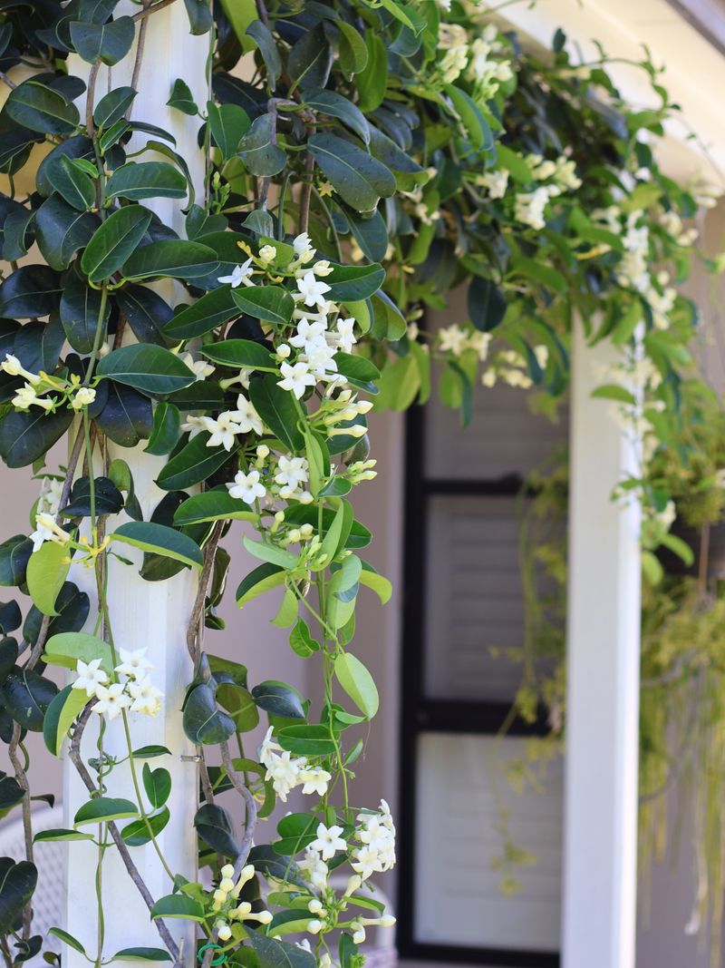 Fragrance Fills The Entry Before The Door Opens