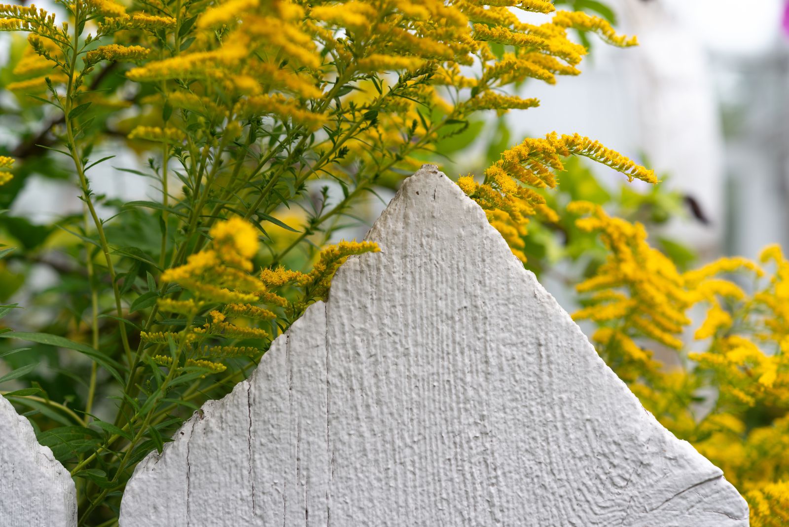 goldenrod along fence