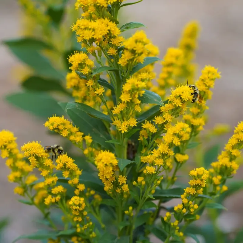 Goldenrod Is A Powerful Nectar Source For Bees