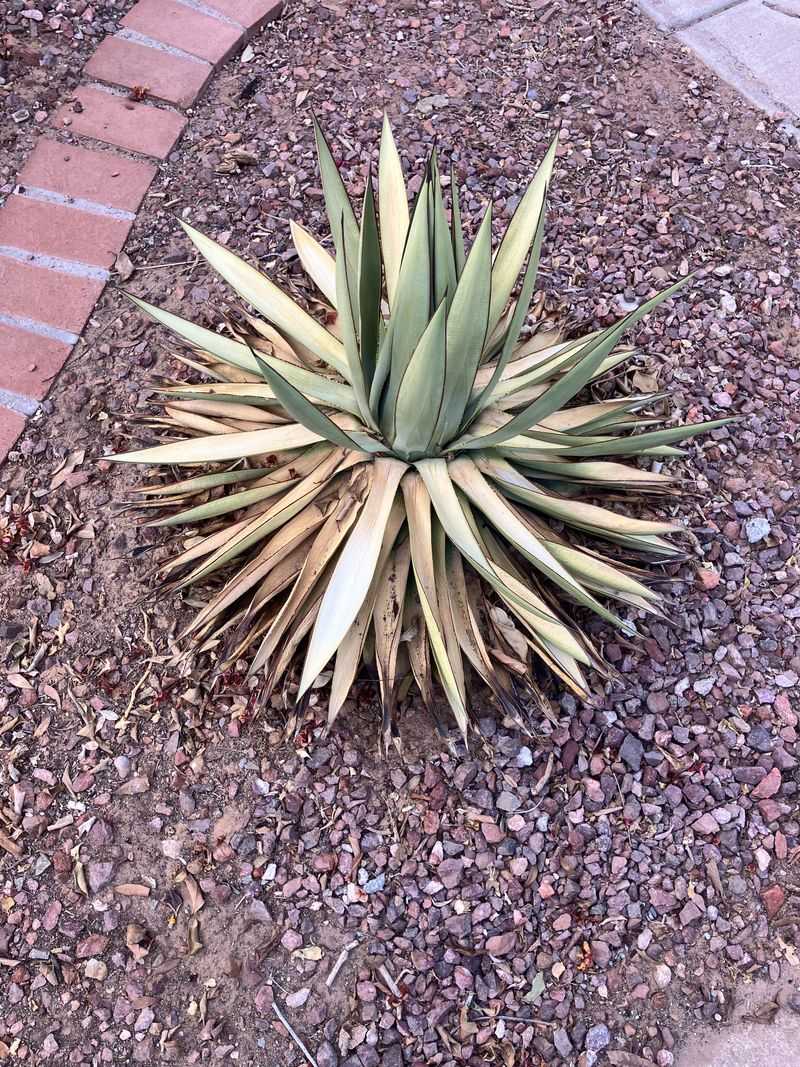 Cold Soil And Lingering Winter Moisture Create The Perfect Conditions For Rot