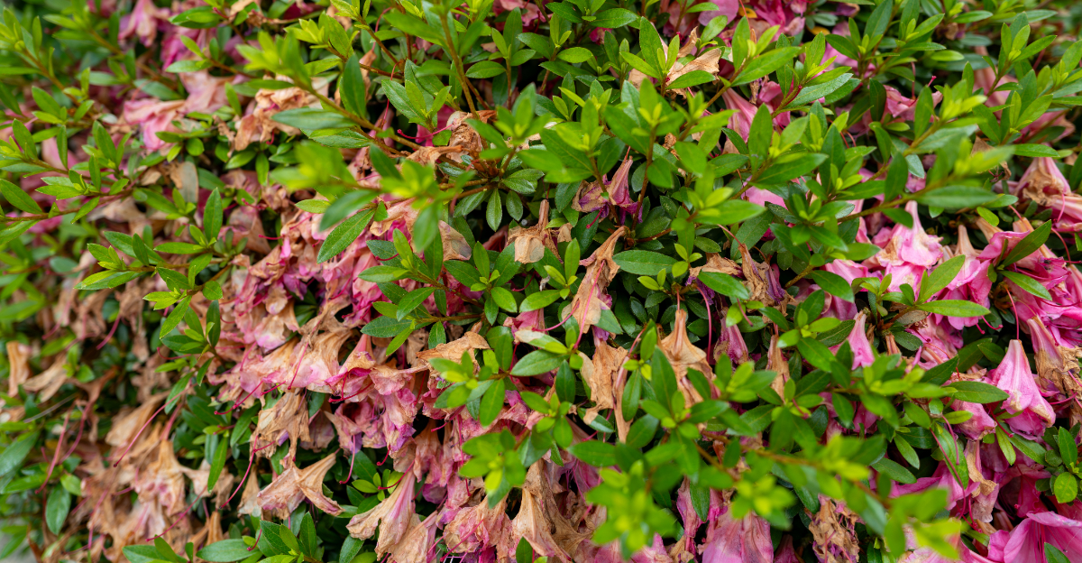 wilting azalea shrub