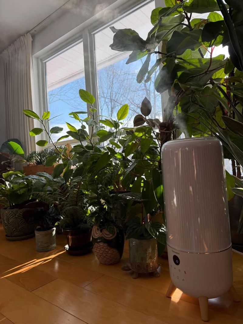 Sudden Temperature Drops Near Windows Stress Indoor Plants