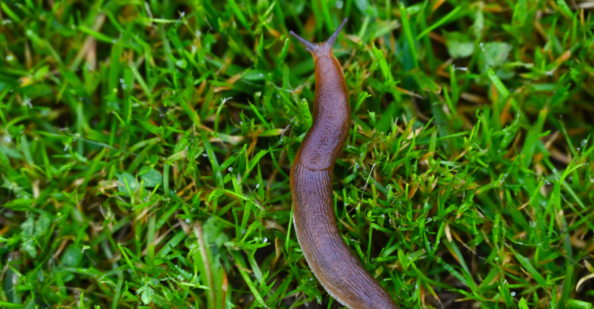 slugs after rain