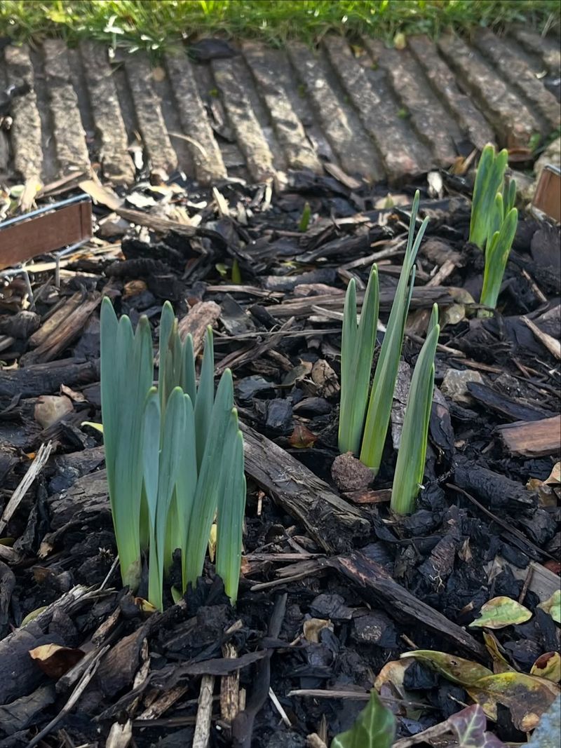 Georgia Warm Spells Are Triggering Early Sprouts