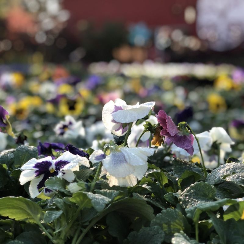 Oregon's Unpredictable Spring Weather Stresses Blooms