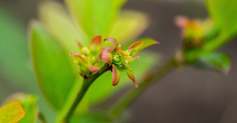 flower bud