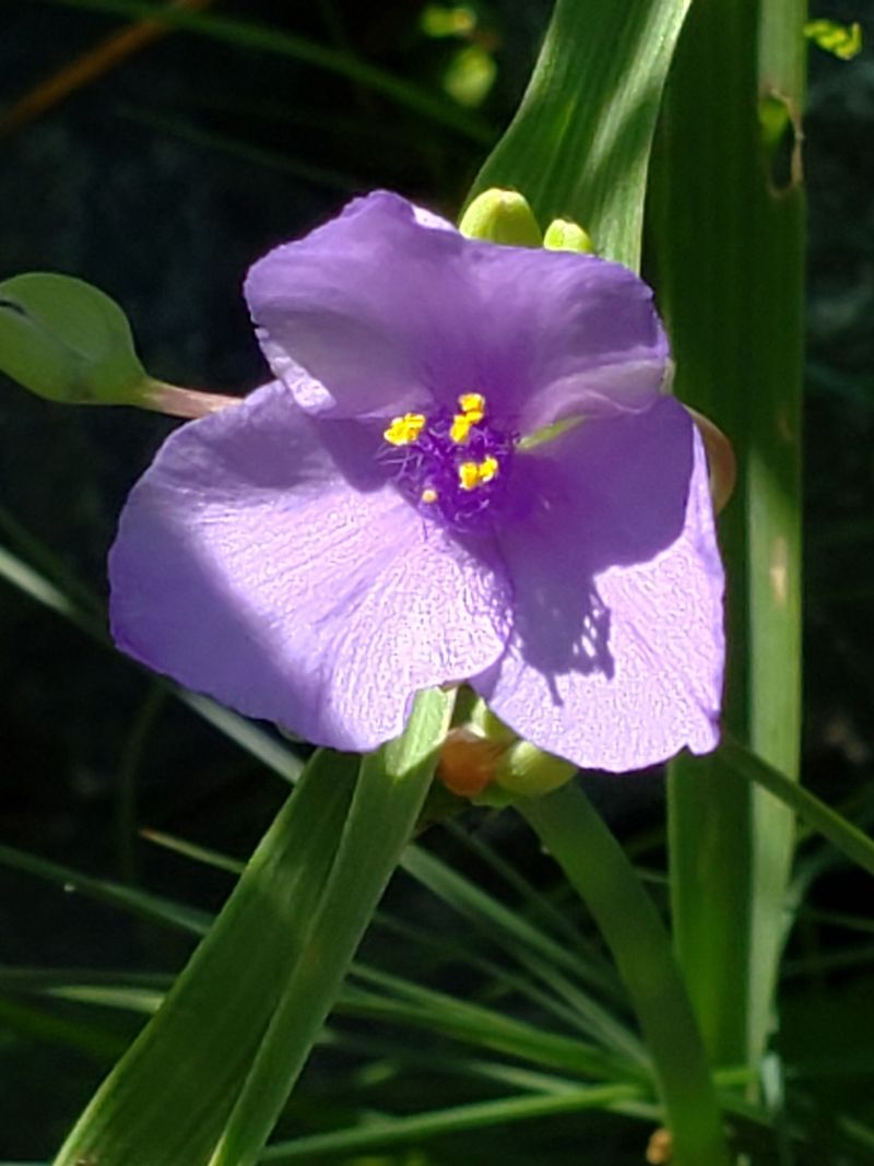 Ohio Spiderwort Reseeds And Expands Naturally