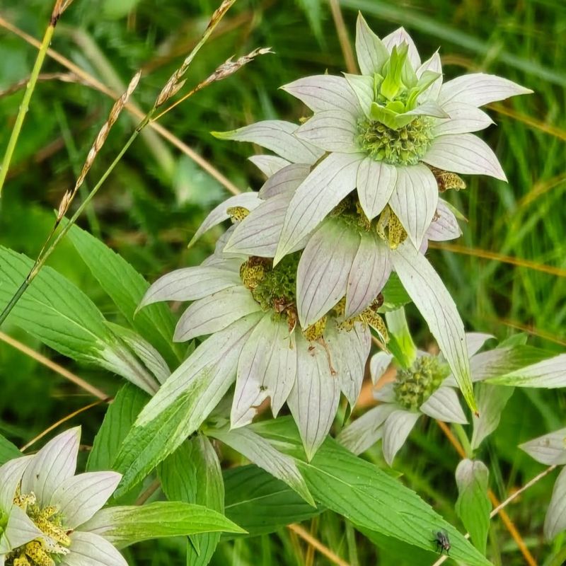 Spotted Bee Balm Bees Cannot Resist