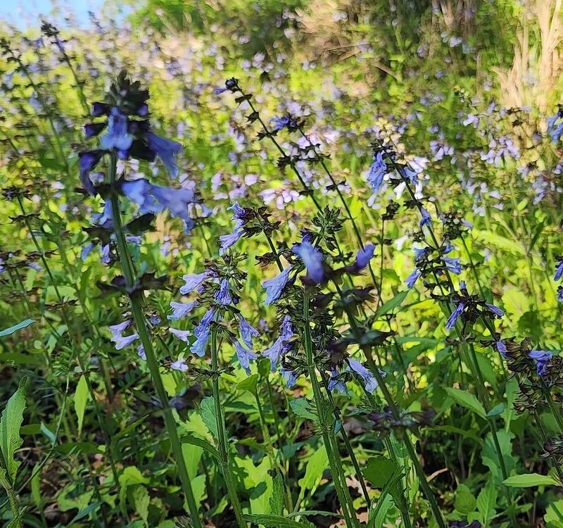 Lyreleaf Sage Starts Blooming Before The Heat Arrives