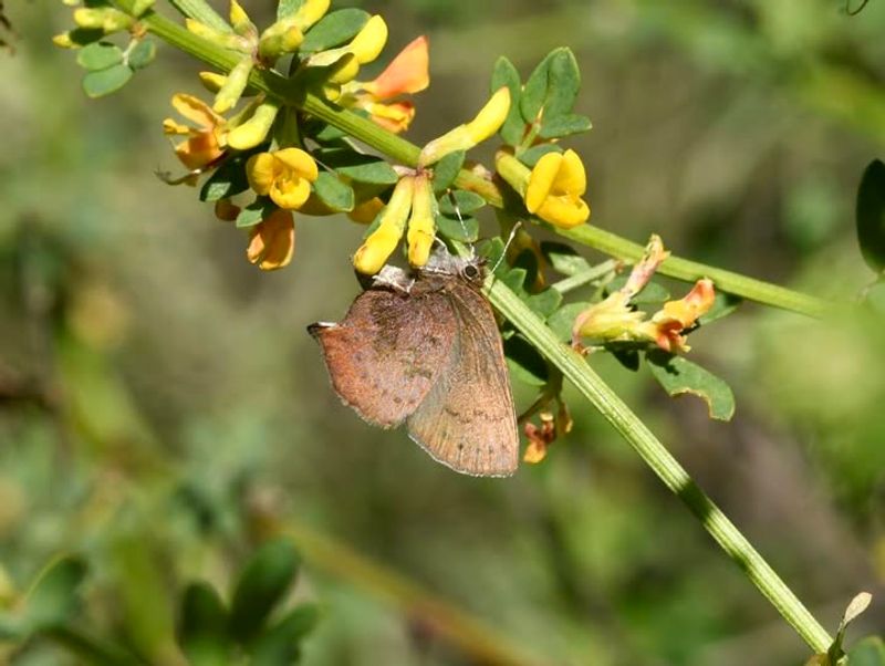 Deerweed (Acmispon glaber)