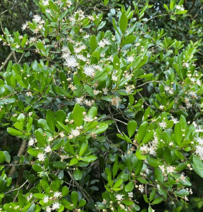 Simpson's Stopper Supports A Thriving Yard