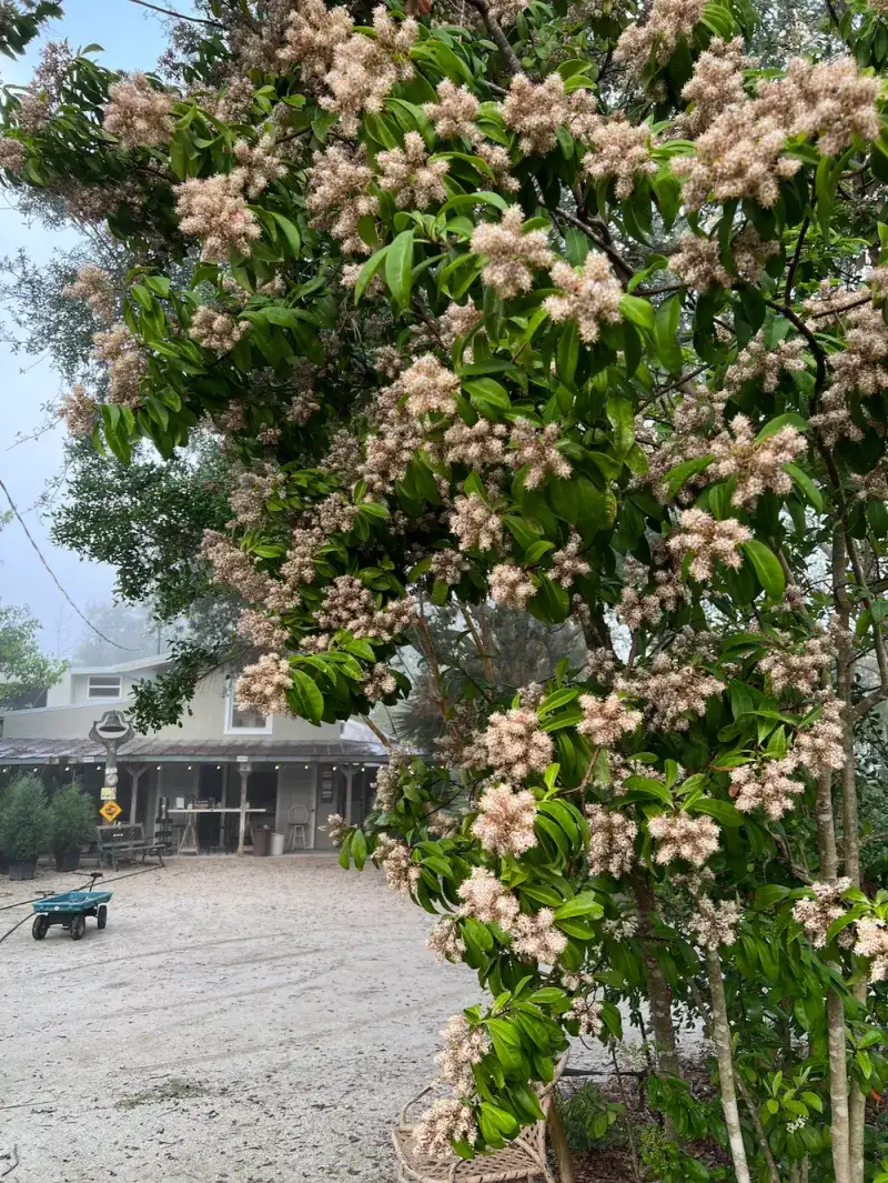 Marlberry: Native Greenery That Handles Florida Conditions