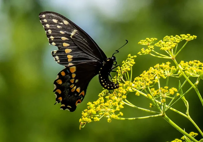 Golden Alexanders Power Up Early Season Bees