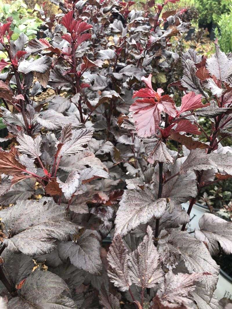 Ninebark 'Ginger Wine' (Physocarpus Opulifolius)